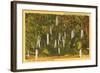 Sausage Tree, Vero Beach, Florida-null-Framed Art Print