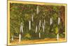 Sausage Tree, Vero Beach, Florida-null-Mounted Art Print