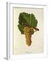 Sauvignon Grape-J. Troncy-Framed Giclee Print