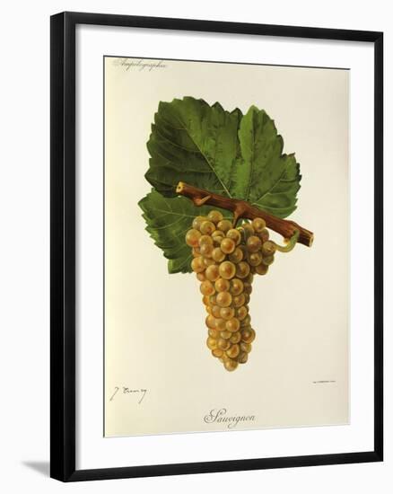 Sauvignon Grape-J. Troncy-Framed Giclee Print