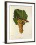 Sauvignon Grape-J. Troncy-Framed Giclee Print