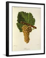 Sauvignon Grape-J. Troncy-Framed Giclee Print