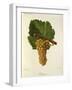 Sauvignon Grape-J. Troncy-Framed Giclee Print