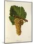 Sauvignon Grape-J. Troncy-Mounted Giclee Print