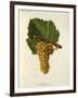 Sauvignon Grape-J. Troncy-Framed Giclee Print