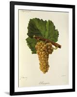 Sauvignon Grape-J. Troncy-Framed Giclee Print