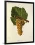 Sauvignon Grape-J. Troncy-Framed Giclee Print