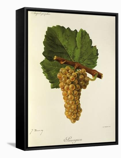 Sauvignon Grape-J. Troncy-Framed Stretched Canvas
