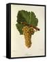 Sauvignon Grape-J. Troncy-Framed Stretched Canvas