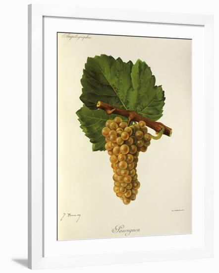 Sauvignon Grape-J. Troncy-Framed Giclee Print