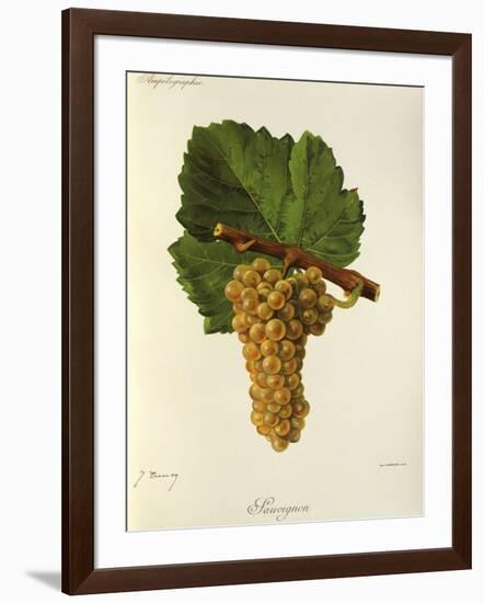 Sauvignon Grape-J. Troncy-Framed Giclee Print