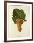 Sauvignon Grape-J. Troncy-Framed Giclee Print