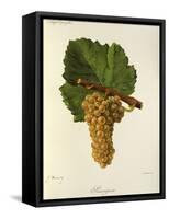 Sauvignon Grape-J. Troncy-Framed Stretched Canvas