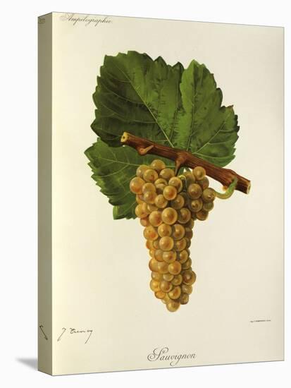 Sauvignon Grape-J. Troncy-Stretched Canvas