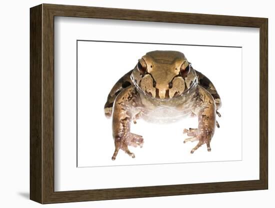 Savage'S Thin-Toed Frog (Leptodactylus Savagei) Isla Colon, Panama. Meetyourneighbours.Net Project-Jp Lawrence-Framed Photographic Print