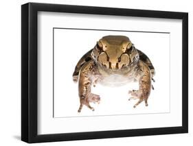 Savage'S Thin-Toed Frog (Leptodactylus Savagei) Isla Colon, Panama. Meetyourneighbours.Net Project-Jp Lawrence-Framed Photographic Print