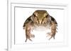 Savage'S Thin-Toed Frog (Leptodactylus Savagei) Isla Colon, Panama. Meetyourneighbours.Net Project-Jp Lawrence-Framed Photographic Print