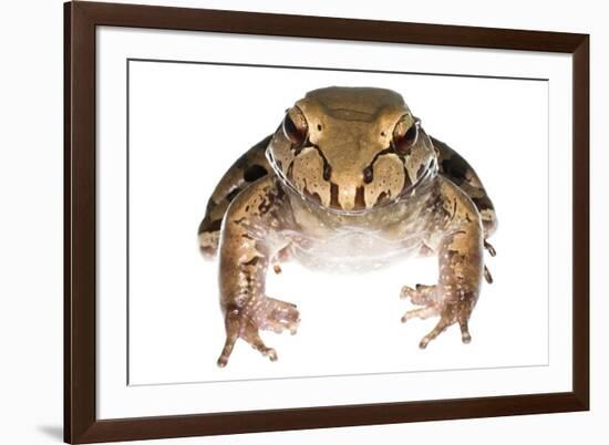 Savage'S Thin-Toed Frog (Leptodactylus Savagei) Isla Colon, Panama. Meetyourneighbours.Net Project-Jp Lawrence-Framed Photographic Print