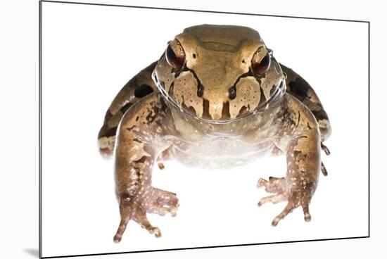 Savage'S Thin-Toed Frog (Leptodactylus Savagei) Isla Colon, Panama. Meetyourneighbours.Net Project-Jp Lawrence-Mounted Photographic Print