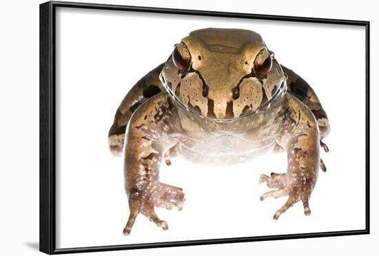 Savage'S Thin-Toed Frog (Leptodactylus Savagei) Isla Colon, Panama. Meetyourneighbours.Net Project-Jp Lawrence-Framed Photographic Print