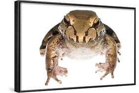 Savage'S Thin-Toed Frog (Leptodactylus Savagei) Isla Colon, Panama. Meetyourneighbours.Net Project-Jp Lawrence-Framed Photographic Print