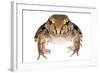 Savage'S Thin-Toed Frog (Leptodactylus Savagei) Isla Colon, Panama. Meetyourneighbours.Net Project-Jp Lawrence-Framed Photographic Print