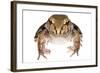 Savage'S Thin-Toed Frog (Leptodactylus Savagei) Isla Colon, Panama. Meetyourneighbours.Net Project-Jp Lawrence-Framed Photographic Print