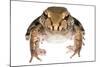 Savage'S Thin-Toed Frog (Leptodactylus Savagei) Isla Colon, Panama. Meetyourneighbours.Net Project-Jp Lawrence-Mounted Photographic Print