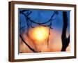 Brown Frame