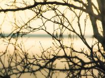 Crabapple Tree blossoms-Savanah Plank-Photo