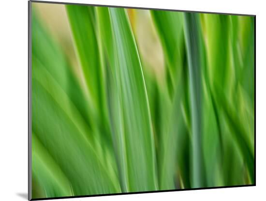 Photo, , large