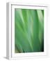 White Frame