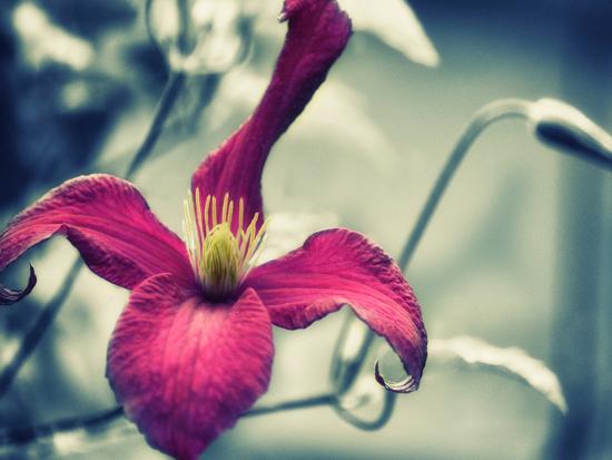 Photo, , large