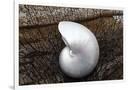 Gramercy White