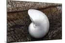 Wood Mount