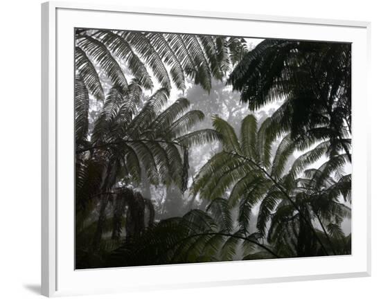 Framed Photographic Print, , large