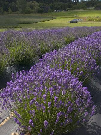 Lavender Farm, San Juan Islands, Washington, USA