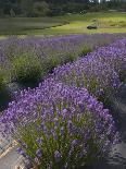Lavender Farm, San Juan Islands, Washington, USA-Savanah Stewart-Photographic Print