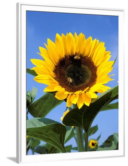 Framed Photographic Print, , large