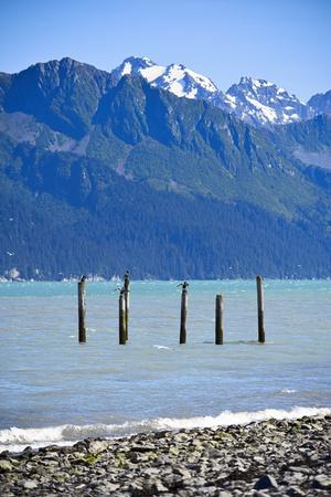 USA, Alaska, Seward, boat harbor. Old piling with cormorants.