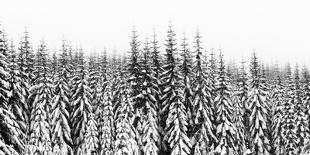 Washington State, Crystal Mountain Area. Winter Snow-Savanah Stewart-Photographic Print