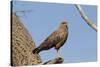 Savanna Hawk Perched-MaryAnn McDonald-Stretched Canvas