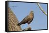 Savanna Hawk Perched-MaryAnn McDonald-Framed Stretched Canvas