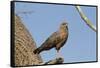 Savanna Hawk Perched-MaryAnn McDonald-Framed Stretched Canvas