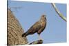 Savanna Hawk Perched-MaryAnn McDonald-Stretched Canvas