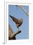 Savanna Hawk Perched-MaryAnn McDonald-Framed Premium Photographic Print
