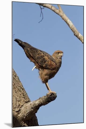 Savanna Hawk Perched-MaryAnn McDonald-Mounted Premium Photographic Print