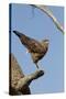 Savanna Hawk Perched-MaryAnn McDonald-Stretched Canvas