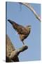 Savanna Hawk Perched-MaryAnn McDonald-Stretched Canvas