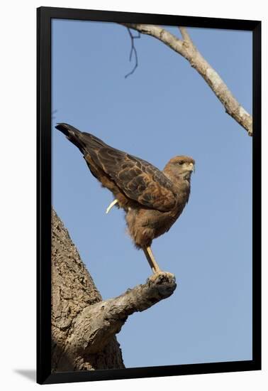 Savanna Hawk Perched-MaryAnn McDonald-Framed Photographic Print